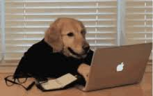 Dog coding meme